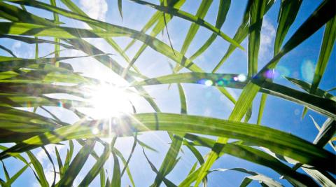 Ви зараз переглядаєте IRRI та Мінагрополітики Японії запустили проєкт CoolRice для поєднання жаростійкої селекції та низьковикидного рисівництва