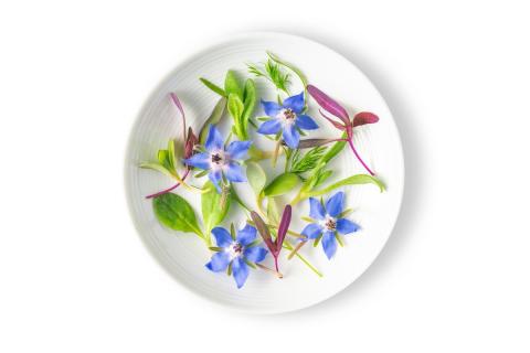 Ви зараз переглядаєте Fresh Origins представила добірку Classics і новий мікс Micro Blue Ocean Mix на конференції IFPA