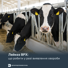 Ви зараз переглядаєте Лейкоз ВРХ: які обмеження діють у разі підтвердження хвороби в господарстві