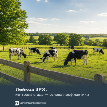Ви зараз переглядаєте Лейкоз великої рогатої худоби: система контролю та діагностики інфекції