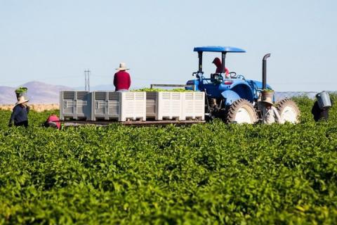 Ви зараз переглядаєте У Нью-Мексико стартує сезон Hatch chile: якість висока, але обсяги на початку можуть бути меншими