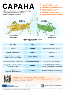 Ви зараз переглядаєте У Держпродспоживслужбі пояснили, як відрізнити сарану від коника та що робити у разі виявлення