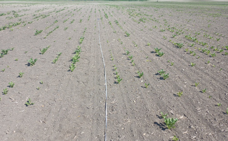 Ви зараз переглядаєте Через спеку цукрові буряки втрачають потенціал урожайності: що відбувається в регіонах України