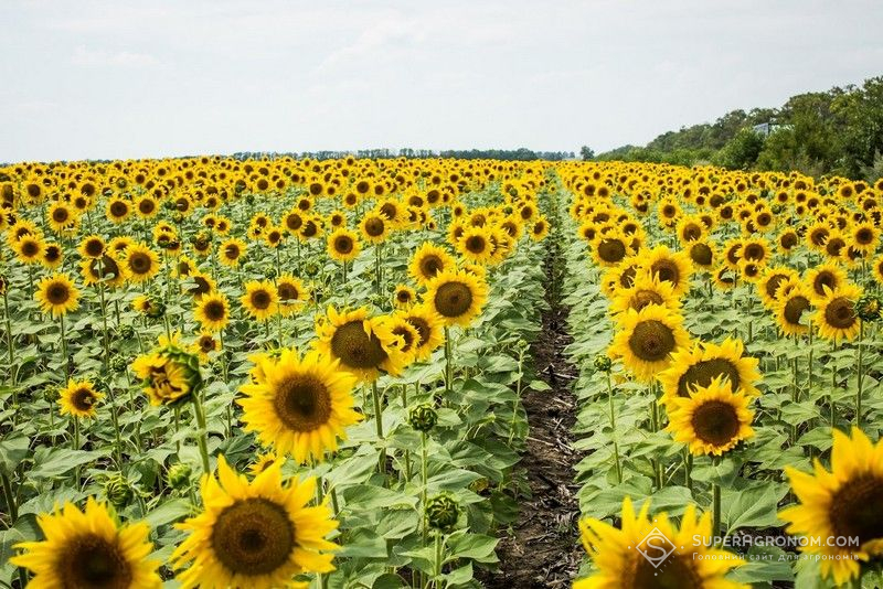 Ви зараз переглядаєте Чому рослини відчувають дефіцит калію навіть на забезпечених ґрунтах — пояснив фахівець