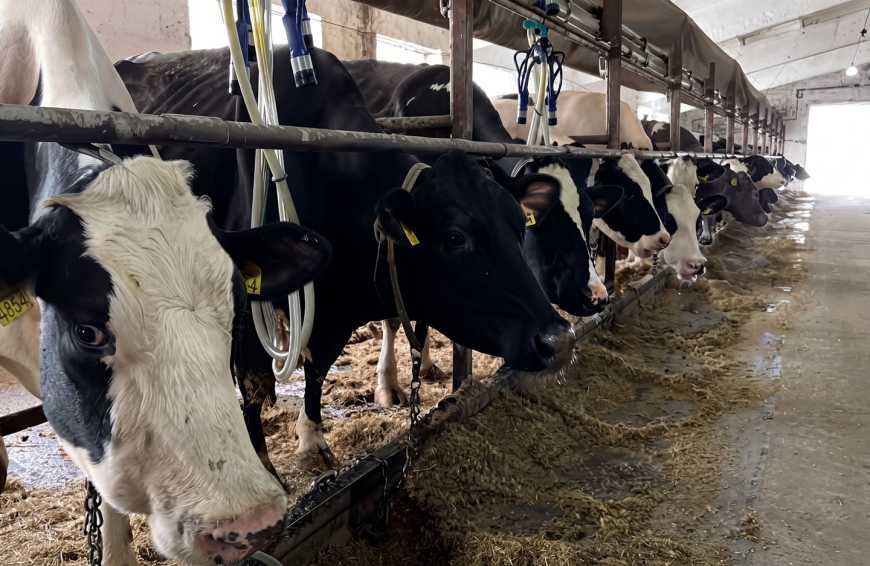 Ви зараз переглядаєте Молочна продуктивність високопродуктивної корови: від селекції до економічних результатів