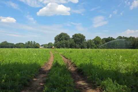 Ви зараз переглядаєте Посуха в Нідерландах знижує врожайність ранньої моркви та підвищує ризик дефіциту