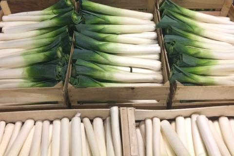 Ви зараз переглядаєте Бельгійський виробник цибулі-порею Trycofresh робить ставку на автоматизацію та розширення охолодження