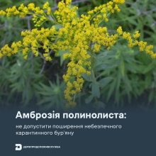 Ви зараз переглядаєте Держпродспоживслужба закликає не допустити поширення амброзії полинолистої під час початку її цвітіння