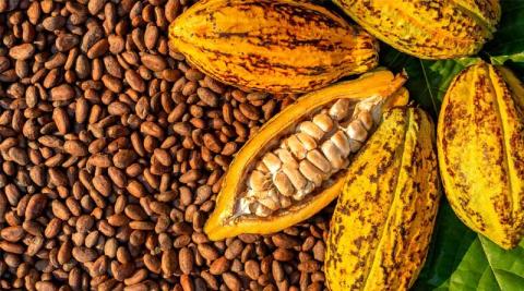 Ви зараз переглядаєте CPI долучилася до проєкту Horizon Europe COCO-AI (€6,3 млн) для відпрацювання культивування клітин какао в біореакторах