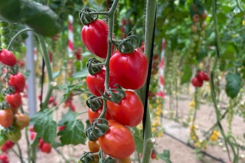 Ви зараз переглядаєте Yuksel Seeds представила міні-сливовий томат Pomeria з заявленою стійкістю до ToBRFV