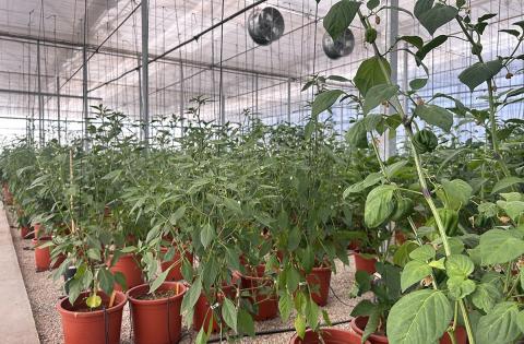Ви зараз переглядаєте У Валенсії випробовують понад 200 сортів перцю на стійкість до дефіциту води