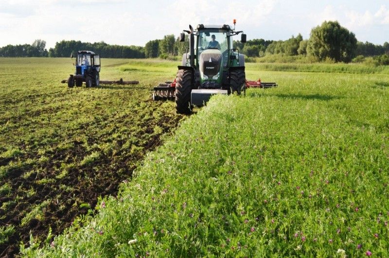 Ви зараз переглядаєте Як працює поєднання ячменю та еспарцету у бінарних посівах: пояснив агроном