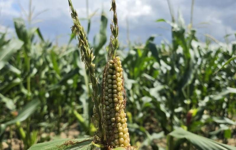 Ви зараз переглядаєте Качани на волоті кукурудзи: коли виникають і як впливають на урожай — пояснили фахівці