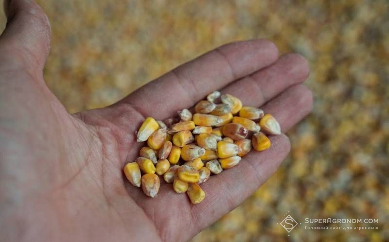 Ви зараз переглядаєте Кукурудза дешевшає: ціни попиту впали до 7900-9600 грн/т