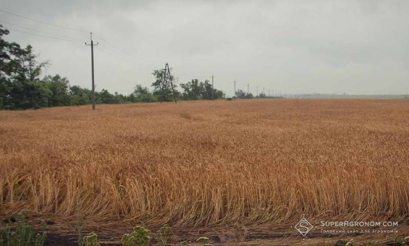Ви зараз переглядаєте Науковець попередив про ризик втрати класності пшениці на Харківщині якщо  дощі затягнуться