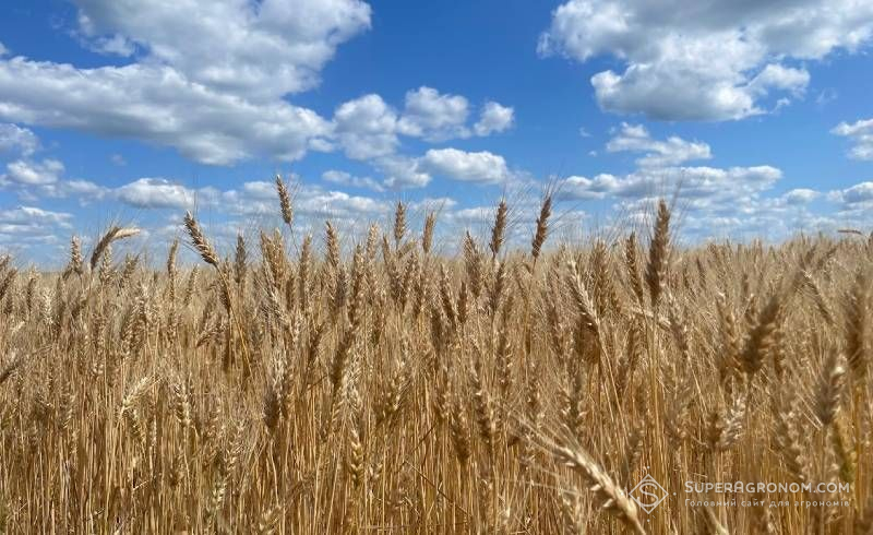 Ви зараз переглядаєте Про стан посівів ранніх та пізніх культур на Харківщині в умовах дефіциту вологи розповіли науковці