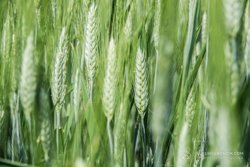 Ви зараз переглядаєте Механізм стабілізації цін на жито через прив’язку до вартості пшениці