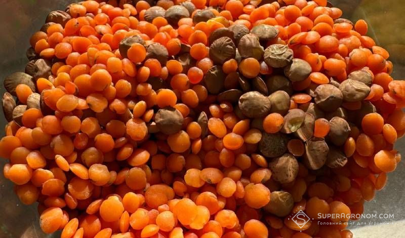 Ви зараз переглядаєте Скорочення світового виробництва сочевиці і водночас підвищення попиту на неї прогнозують аналітики