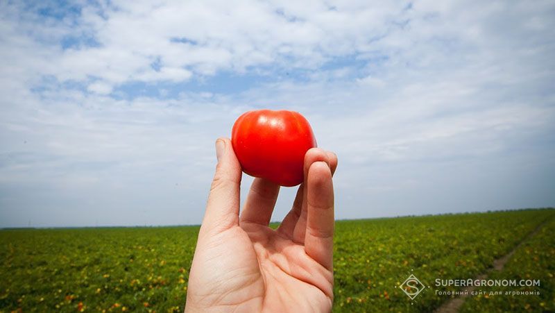 Ви зараз переглядаєте Світовий урожай томатів впаде в сезоні 2026 через аномальну спеку