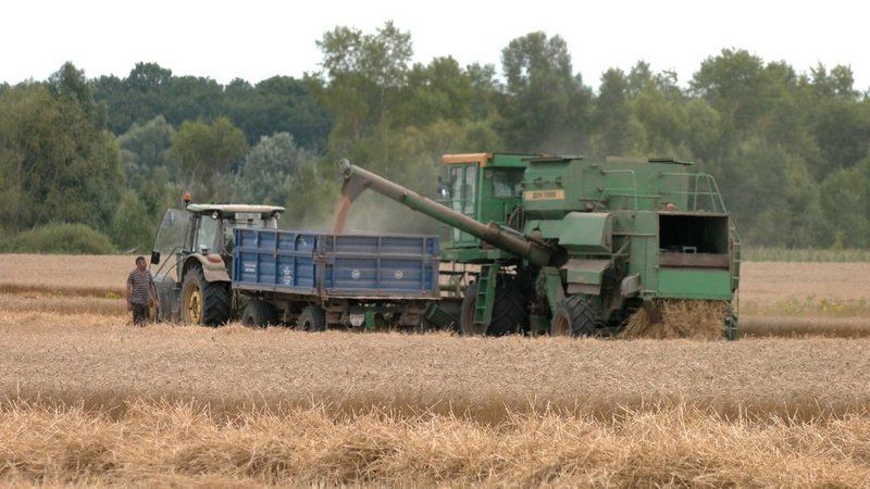 Ви зараз переглядаєте Урожай радує, ціна — ні: на Чернігівщині пшеницю продають майже вдвічі дешевше, ніж торік