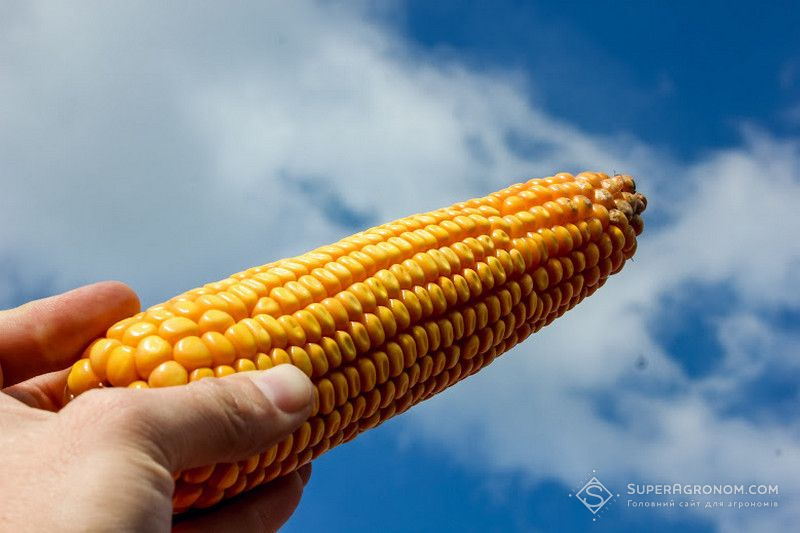 Ви зараз переглядаєте USDA: урожай кукурудзи у світі буде меншим, але експорт зростатиме