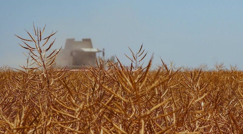 Ви зараз переглядаєте Verti-till, сучасні гібриди та живлення забезпечили високий урожай ріпаку на Одещині