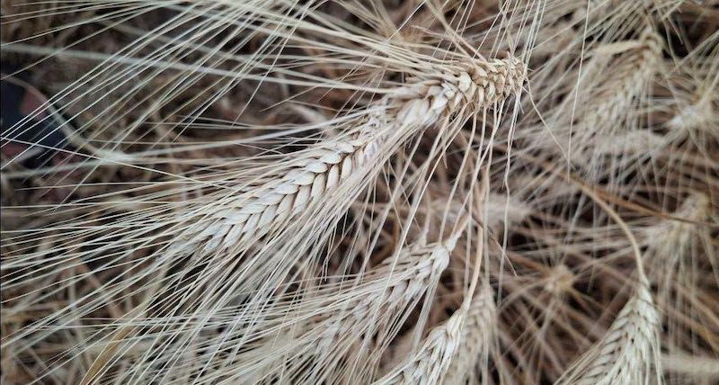 Ви зараз переглядаєте Урожай твердої пшениці в Tekom Agro Group: результати, сорти та особливості збирання