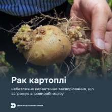 Ви зараз переглядаєте Держпродспоживслужба нагадала, як розпізнати рак картоплі та запобігти його поширенню