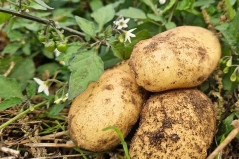 Ви зараз переглядаєте У Великій Британії погодили до маркетингу precision-bred картоплю Maris Piper зі стійкістю до фітофторозу та двох вірусів
