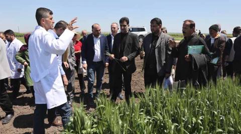 Ви зараз переглядаєте ICARDA та ФАО відновлюють насіннєву систему Сирії: у 2026 році на ділянках розмноження отримали до 7,5 т/га пшениці