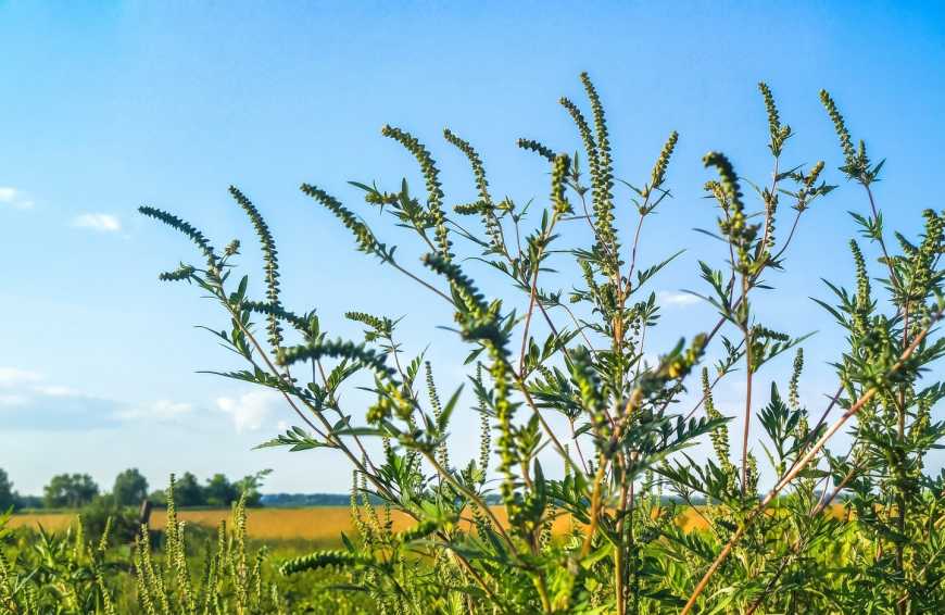 Ви зараз переглядаєте Бур’яни на ділянці: штрафи сягають 1700 гривень