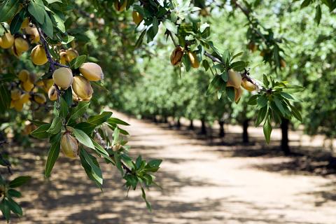 Ви зараз переглядаєте Каліфорнія профінансує біоконтроль проти navel orangeworm у мигдалі та фісташці: грант $4,99 млн для Flyttr