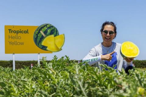 Ви зараз переглядаєте Жовтом’якоті безнасінні кавуни Tropical від Rijk Zwaan: чим відрізняються два гібриди та як їх позиціонують на ринку