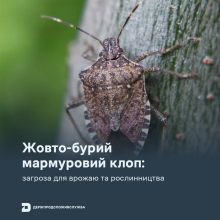 Ви зараз переглядаєте Жовто-бурий мармуровий клоп: як його розпізнати та захистити урожай