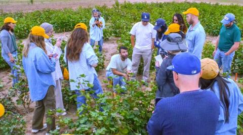Ви зараз переглядаєте Better Cotton Initiative та Avalo запускають партнерство для прискорення селекції кліматостійкої бавовни на основі ШІ
