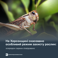 Ви зараз переглядаєте На Херсонщині скасували особливий режим захисту рослин: осередок сарани ліквідовано