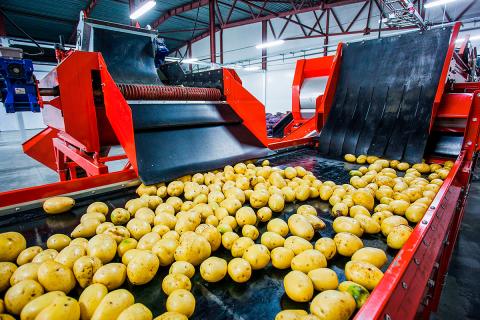 Ви зараз переглядаєте Дефіцит працівників у картоплярстві підштовхує інвестиції в оптичне сортування та автоматизацію