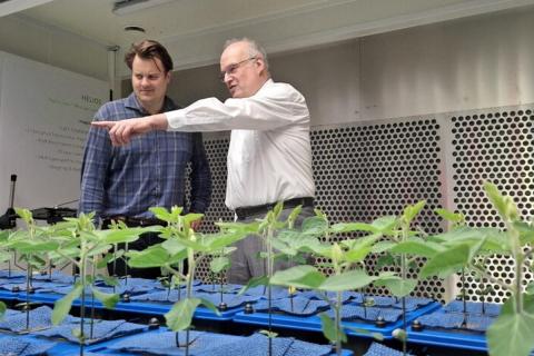 Ви зараз переглядаєте Проєкт MicroBiomes4Soy вивчає, як ґрунтові мікробіоми з 100 європейських ґрунтів впливають на сою