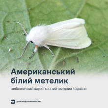 Ви зараз переглядаєте Держпродспоживслужба попередила про небезпеку поширення американського білого метелика в Україні