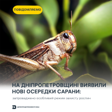 Ви зараз переглядаєте На Дніпропетровщині виявили нові осередки сарани: у Новопокровській громаді запровадили особливий режим захисту рослин