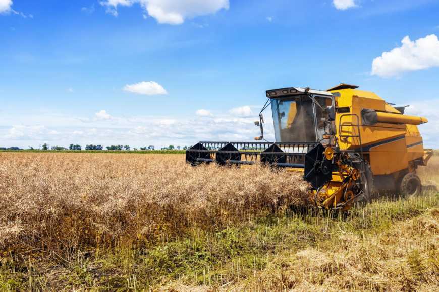 Ви зараз переглядаєте Переробка ріпаку в Україні: 43% врожаю замість 16%