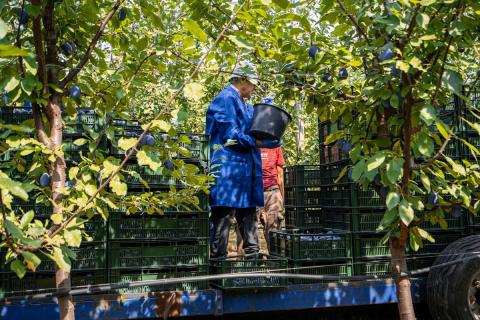 Ви зараз переглядаєте У Молдові очікують на 12–16% більший урожай слив, ніж торік: Stanley формує плоди до 40 мм