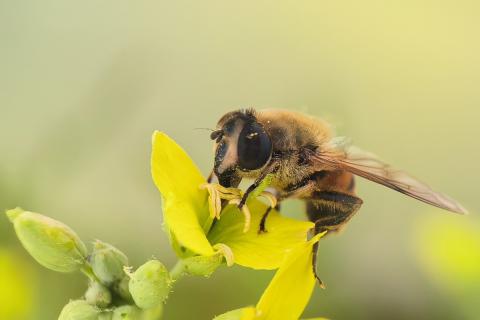 Ви зараз переглядаєте Polyfly запустила промислове вирощування мух-дзюрчалок для керованого запилення в Іспанії