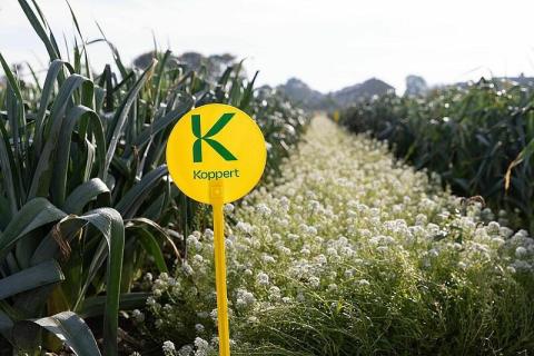Ви зараз переглядаєте На Bejo Open Days 2026 у Нідерландах покажуть біологічний захист овочів від трипсів, попелиць і павутинного кліща