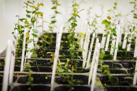 Ви зараз переглядаєте Naturipe Farms і Hortifrut розширюють платформу генетики ягід у співпраці з MBO