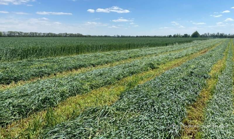 Ви зараз переглядаєте Посуха змінює сівозміну: чому господарства Вінниччини дедалі частіше обирають силосне жито