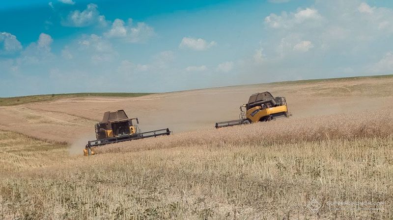 Ви зараз переглядаєте Ціни на ріпак в Україні перестали падати і навіть демонструють ріст