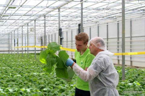 Ви зараз переглядаєте Нідерландський розсадник Brabant Plant нарощує біозахист у розсаді та тестує 16 біостимуляторів