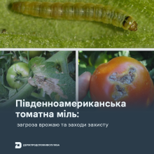 Ви зараз переглядаєте Південноамериканська томатна міль: як розпізнати шкідника та захистити врожай
