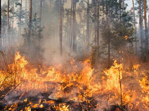 Ви зараз переглядаєте Німеччина: у Гюртгенвальді до гасіння лісової пожежі долучилися сотні фермерів із тракторами та водовозами